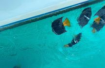 Basic Marietas Islands Tour Snorkeling Playa Nopalera and more