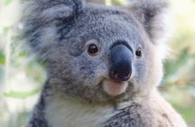 Horse Riding, Koalas & Kangaroos - Wild Australia: Private Tour