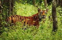 3-Day Guided Safari Tour in Chitwan National Park in Nepal