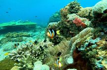 Swim With Manta Rays Snorkeling and Nusa Penida West Land Tour 