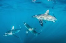 Shark Explorers
