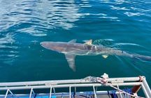 Shark Explorers