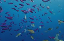 Roatan Drift Snorkel and Monkey/Sloth Sanctuary Tour