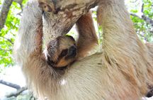 Roatan Drift Snorkel and Monkey/Sloth Sanctuary Tour