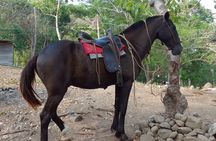 1 1/2 hours Tour Horseback Riding and Visiting the Beach