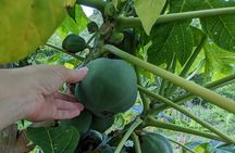 Jamaican Roots Tropical Farm Tour - Taste & Explore (Negril) 2hr