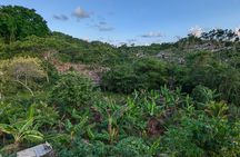 Jamaican Roots Tropical Farm Tour - Taste & Explore (Negril) 2hr