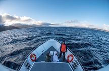 Beagle Navigation and Walking with Papua Penguins in Hammer Island