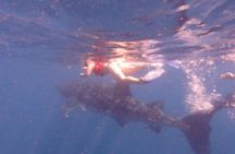 Swim with Whale Shark from Isla Mujeres and Cancun