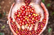 Private Half-Day Tour in Fairview Coffee Farm from Nairobi