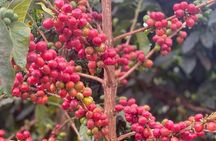 Private Half-Day Tour in Fairview Coffee Farm from Nairobi