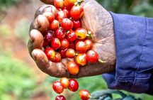 Private Half-Day Tour in Fairview Coffee Farm from Nairobi