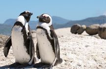 Cape Town Shore Tour: Table Mountain, Penguin & Cape Point 