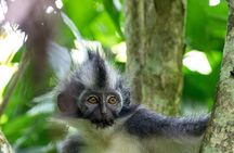 3-Day Ethical Orangutan Jungle Trek | Bukit Lawang, Sumatra
