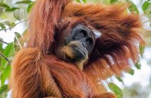 3-Day Ethical Orangutan Jungle Trek | Bukit Lawang, Sumatra