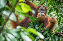 3-Day Ethical Orangutan Jungle Trek | Bukit Lawang, Sumatra