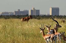 Nairobi National Park, Baby Elephant Orphanage and Giraffe Centre