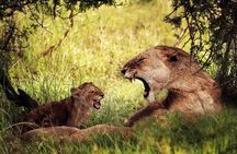 4-Day Manyara Serengeti and Ngorongoro Wonders Budget Safari Tour