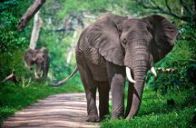 4-Day Manyara Serengeti and Ngorongoro Wonders Budget Safari Tour