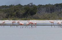  Full Day Tour from Tulum to Rio Lagartos