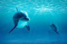 Private Yacht Cruise to Dolphin House with Lunch : Hurghada