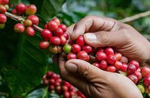 Coffee Lover Immersion