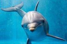 Hurghada: Private 4 Hours Speedboat Dolphin House Snorkling Tour 