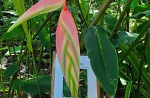 Botanical Garden and Mineral Bath Walking Tour in Soufriere 