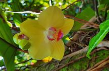 Botanical Garden and Mineral Bath Walking Tour in Soufriere 