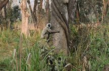 Jungle Towernight Stay: 4-Day Tour in Chitwan National Park