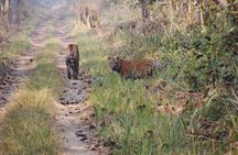Jungle Towernight Stay: 4-Day Tour in Chitwan National Park