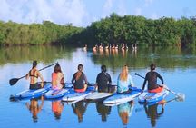 Learn Paddle Board and Explore the Mangroves of Progreso
