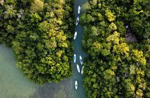 Learn Paddle Board and Explore the Mangroves of Progreso
