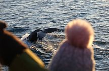 Reykjavík Bay Arctic Rose Whale Watching Excursion
