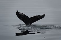 Reykjavík Bay Arctic Rose Whale Watching Excursion