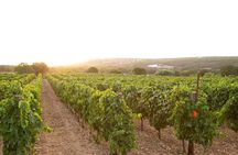 Wine Experience: vineyard, wines and food