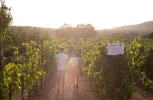 Wine Experience: vineyard, wines and food
