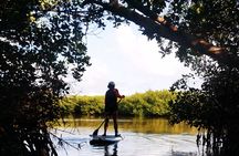 Learn Paddle Board and Explore the Mangroves of Progreso