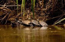 Tambopata. Sandoval lake and parrot clay lick, 3 days 2 nights