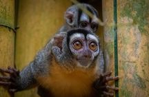 Tambopata. Sandoval lake and parrot clay lick, 3 days 2 nights