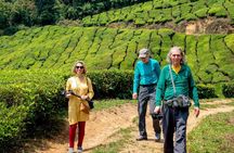 8 Days Kerala Private Tour Covering Kochi- Munnar- Periyar- Alleppey and Kovalam