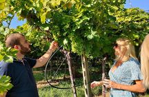 Vineyard Tour and Wine Tasting in Cavaion Veronese