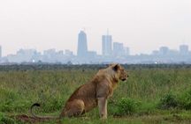 Game Drive To Nairobi National Park With 4*4 Vehicle