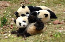 Chengdu Panda Base Half Day Tour