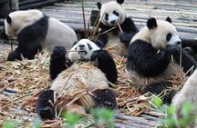 Chengdu Panda Base Half Day Tour