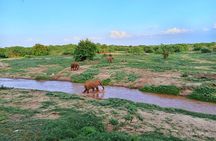 Tsavo East and Ngutuni Sanctuary Safari 3 days from Mombasa