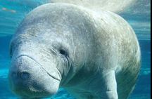 “Embark on a Professional and Passionate Scuba Diving Adventure!"