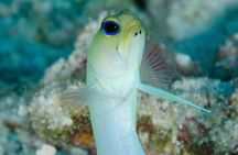 “Embark on a Professional and Passionate Scuba Diving Adventure!"