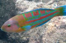 Waikiki Snorkeling Tons of Fish All Levels Free Video and Pics! 