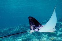 Cas Cay - Kayak Hike and Snorkel Adventure